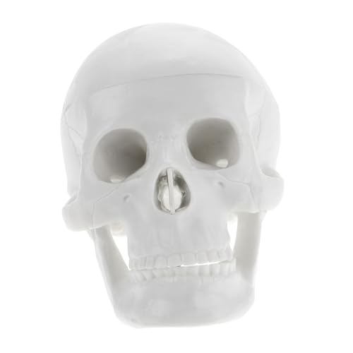 BUGUUYO Schädelmodell Schädelknochenmodell Anatomischer Kopfknochen Schädelfiguren Realistischer Menschlicher Schädel Halloween-schädeldekoration Kopfknochenmodell Anatomiemodell Weiß Pvc von BUGUUYO