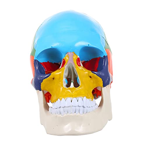 BUGUUYO Schädelmodell the skulls totenschädel totenköpfe Schädel-Lehrmodell Dekoration des menschlichen Schädels werkzeug gefälschtes Schädelkopfmodell Kunstschädelkopfmodell Harz Colorful von BUGUUYO