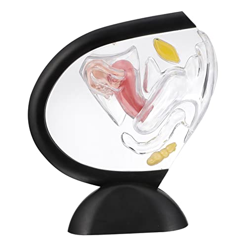 BUGUUYO Transparentes Uterus-modell Gebärmutterstrukturmodell Sichtbares Uterusmodell Weiblich Edutools Gebärmuttermodell Klares Uterusmodell Medizinisches Uterusmodell Puppe Werkzeug Pvc von BUGUUYO