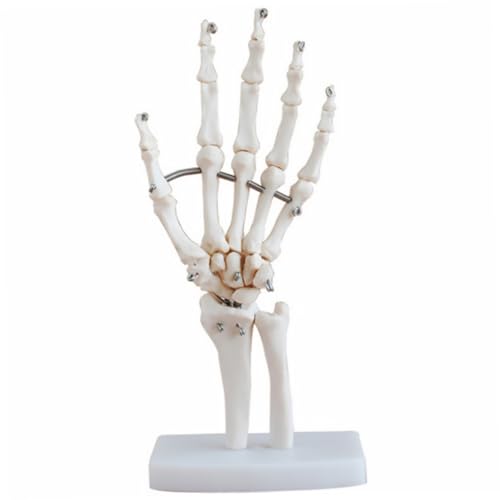 BUGUUYO handgelenk modell anatomisches Handgelenkmodell Handskelett mit Gelenkmodell Hand joint model Hand skeleton model werkzeug Modell der Handskelett-Gelenkgelenke Handskelettmodell von BUGUUYO