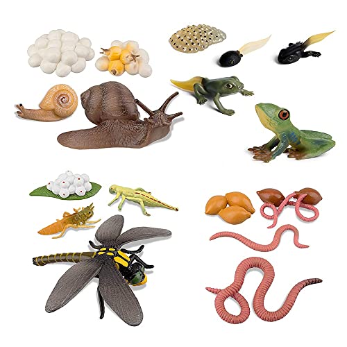 BYCUFF Leben Zyklus der Froschschnecke, Regenwurm, Libelle, Ei Quappe Bis Safariologie, Amphibien Figuren, Spielzeug Kit, Schul Projekt von BYCUFF