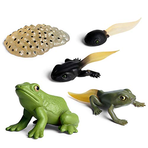 Lebenszyklus Frosch, Tier Wachstumszyklus Mini Tierfrosch PVC Simulation Tierfiguren Spielzeug Biologie Wissenschaft Modell Gartenfigur Wachstum Stadium Modell Lernspielzeug für Kinder Klassenzimmer von BYNYXI