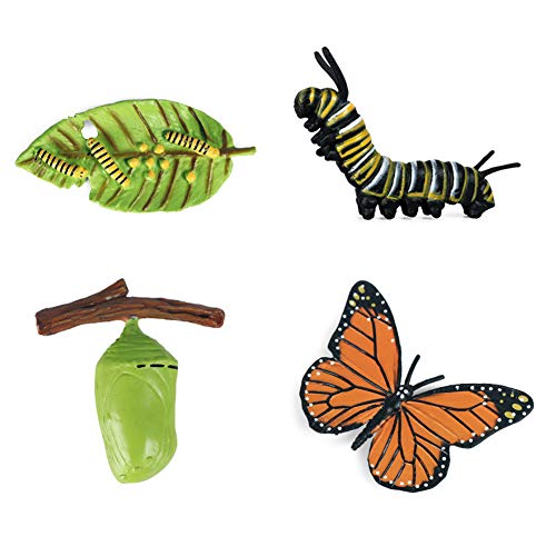 Lebenszyklus Schmetterling, Insekten Lebenszyklus Wachstumszyklus Schmetterling PVC Simulation Tierfiguren Spielzeug Biologie Wissenschaft Modell Wachstum Stadium Modell Lernspielzeug für Kinder von BYNYXI