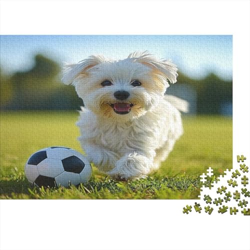 Maltese Hund Puzzle 1000 Teile,Puzzle Für Erwachsene, Impossible Puzzle, GesKükenlichkeitsspiel Für Die Ganze Familie,Puzzle Legespiel- Erwachsenenpuzzle Puzzel 1000pcs (75x50cm) von BZAVEODFS