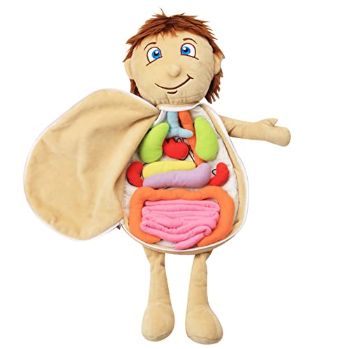 Modell Anatomie Puppe 3D Anatomie Spielzeug Puppe Menschlicher Körper Organ Puppe Pädagogisches Stofftier Spielzeug Whats Inside Me Lernpuppe Modell für Zuhause Vorschule Als Lehrhilfe fürBaby Kinder von Bakermiche