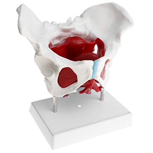 Baoblaze 1: 1 Lebensgroßes Weibliches Becken mit Steißbein, Kreuzbein, Pubis und abnehmbar Organe Beckenboden Muskulatur Anatomische Modell Laborbedarf von Baoblaze