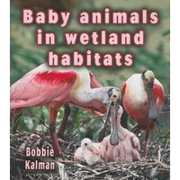 Baby Animals in Wetland Habitats von Bayard Publishing