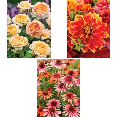 Bits and Pieces 300-teiliges Puzzle-Set für Erwachsene, 300-teiliges Puzzle-Set mit 300 bunten Gartenblumen, je 45,7 x 61 cm von Bits and Pieces