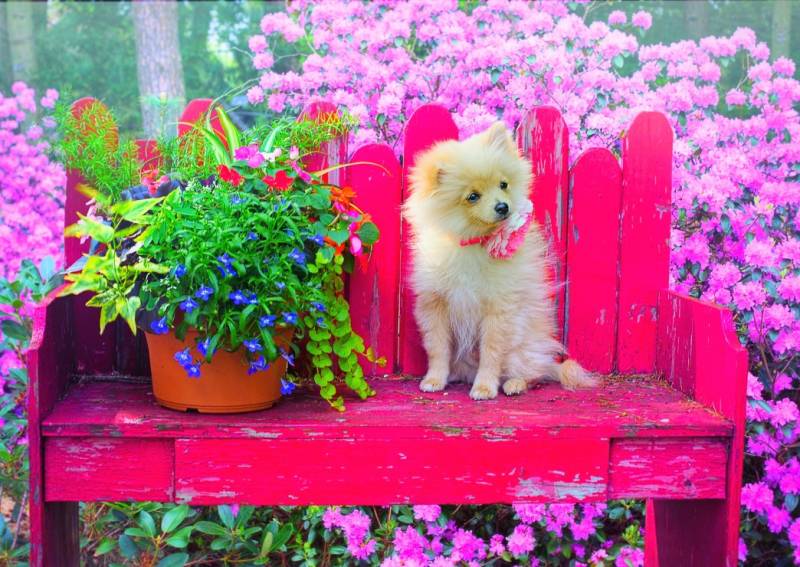 Bluebird Puzzle Puppy in the Colorful Garden 500 Teile Puzzle Bluebird-Puzzle-F-90107 von Bluebird Puzzle