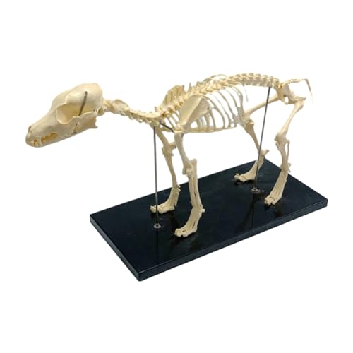 Boddceto Hundeskelettmodell, Hundeanatomie, Tierlehrmodell, Labor, Veterinärlehre, Demonstrationswerkzeug, 1 Stück, PVC von Boddceto