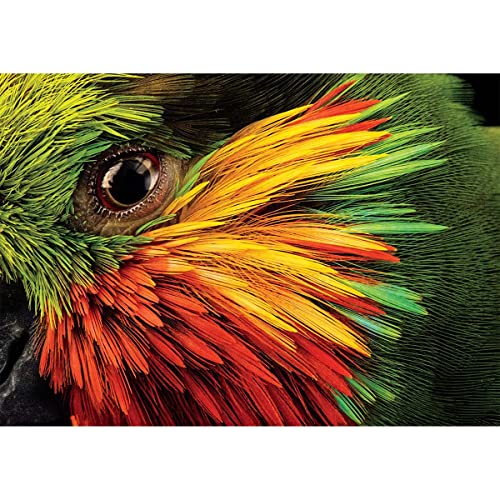 Buffalo Games - Edward's Fig Parrot - Puzzle 500 Teile Buffalo Games - Edward's Fig Parrot - Puzzle 500 Teile von Buffalo Games