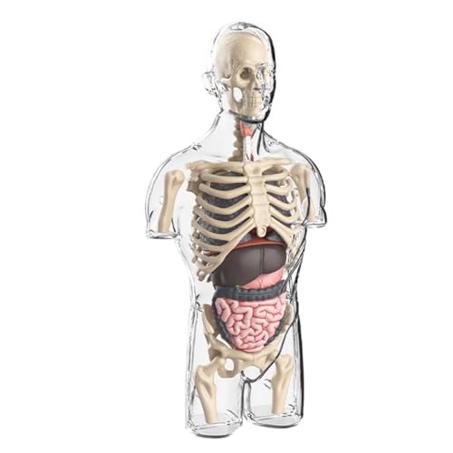 STEM Anatomy Toys | Transparent Body Model | Educational Physiology Kit | Anatomy Study Model | Kid Anatomy Toy | Educational Human Model Physiology Study Tools for Kid Aged Over 6, Stocking Stuffers von Byeaon