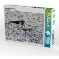 CALVENDO Puzzle Austernfischer mit Küken 1000 Teile Lege-Größe 64x48cm Foto-Puzzle für glückliche Stunden CALVENDO Puzzle Austernfischer mit Küken 1000 Teile Lege-Größe 64x48cm Foto-Puzzle für glückliche Stunden von CALVENDO Verlag GmbH