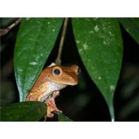 CALVENDO Puzzle Frosch 1000 Teile Lege-Größe 64x48cm Foto-Puzzle für glückliche Stunden CALVENDO Puzzle Frosch 1000 Teile Lege-Größe 64x48cm Foto-Puzzle für glückliche Stunden von Calvendo