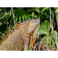 CALVENDO Puzzle Grüner Leguan 1000 Teile Lege-Größe 64 × 48 cm Foto-Puzzle für glückliche Stunden CALVENDO Puzzle Grüner Leguan 1000 Teile Lege-Größe 64 × 48 cm Foto-Puzzle für glückliche Stunden von Calvendo Puzzle