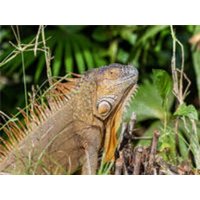 CALVENDO Puzzle Grüner Leguan 2000 Teile Puzzle quer 2000 Teile Lege-Größe 90 × 67 cm Foto-Puzzle für glückliche Stunden CALVENDO Puzzle Grüner Leguan 2000 Teile Puzzle quer 2000 Teile Lege-Größe 90 × 67 cm Foto-Puzzle für glückliche Stunden von CALVENDO Verlag GmbH