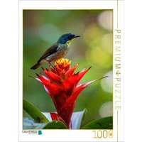 CALVENDO Puzzle Guzmania - Bromelienblüte mit Vogelbesuch 1000 Teile Lege-Größe 64x48cm Foto-Puzzle für glückliche Stunden CALVENDO Puzzle Guzmania - Bromelienblüte mit Vogelbesuch 1000 Teile Lege-Größe 64x48cm Foto-Puzzle für glückliche Stunden von CALVENDO Verlag GmbH