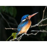 CALVENDO Puzzle Kingfisher aus dem Dschungel von Borneo, Indonesien 1000 Teile Lege-Größe 64x48cm Foto-Puzzle für glückliche Stunden CALVENDO Puzzle Kingfisher aus dem Dschungel von Borneo, Indonesien 1000 Teile Lege-Größe 64x48cm Foto-Puzzle für glückliche Stunden von Calvendo