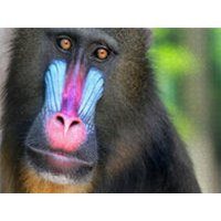 CALVENDO Puzzle MANDRILL 1000 Teile Lege-Größe 64x48cm Foto-Puzzle für glückliche Stunden CALVENDO Puzzle MANDRILL 1000 Teile Lege-Größe 64x48cm Foto-Puzzle für glückliche Stunden von Calvendo