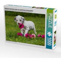 CALVENDO Puzzle Niedlicher Dalmatinerwelpe mit rosafarbenen Gerberablüten 1000 Teile Lege-Größe 64x48cm Foto-Puzzle für glückliche Stunden CALVENDO Puzzle Niedlicher Dalmatinerwelpe mit rosafarbenen Gerberablüten 1000 Teile Lege-Größe 64x48cm Foto-Puzzle für glückliche Stunden von CALVENDO Verlag GmbH