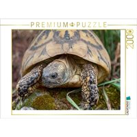 CALVENDO Puzzle Paula eine Griechische Landschildkröte, ca. 60 Jahre alt und etwa 2,5 kg schwer. 2000 Teile Lege-Größe 90x67cm Foto-Puzzle für glückliche Stunden CALVENDO Puzzle Paula eine Griechische Landschildkröte, ca. 60 Jahre alt und etwa 2,5 kg schwer. 2000 Teile Lege-Größe 90x67cm Foto-Puzzle für glückliche Stunden von CALVENDO Verlag GmbH