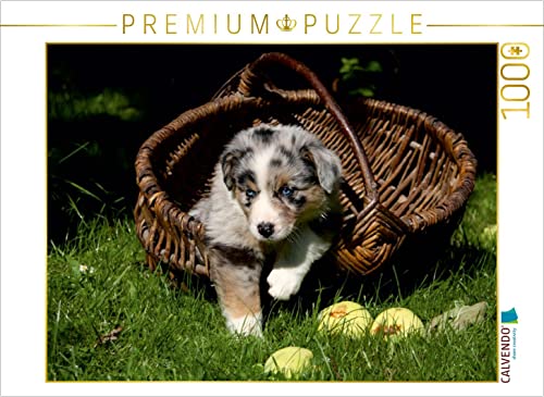 CALVENDO Puzzle Australian Shepherd-Welpe 1000 Teile Lege-Größe 64 x 48 cm Foto-Puzzle Bild von Martina Berg von CALVENDO