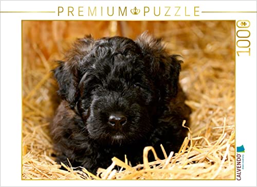 CALVENDO Puzzle EIN Motiv aus dem Kalender Bouvier des Flandres 1000 Teile Puzzle quer | 1000 Teile Lege-Größe 64 x 48 cm Foto-Puzzle für glückliche Stunden CALVENDO Puzzle EIN Motiv aus dem Kalender Bouvier des Flandres 1000 Teile Puzzle quer | 1000 Teile Lege-Größe 64 x 48 cm Foto-Puzzle für glückliche Stunden von CALVENDO