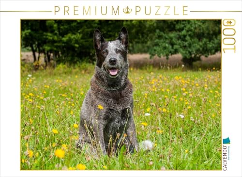 CALVENDO Puzzle EIN Motiv aus dem Kalender Power auf 4 Pfoten. Australian Cattle Dog | Lege-Größe cm Foto-Puzzle für glückliche Stunden CALVENDO Puzzle EIN Motiv aus dem Kalender Power auf 4 Pfoten. Australian Cattle Dog | Lege-Größe cm Foto-Puzzle für glückliche Stunden von CALVENDO