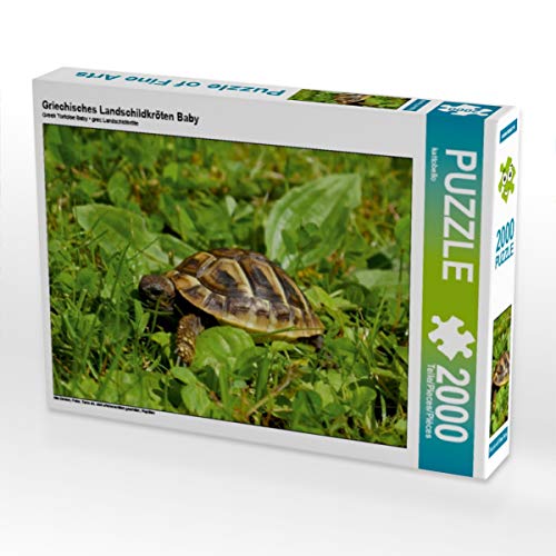 CALVENDO Puzzle Griechisches Landschildkröten Baby 2000 Teile Lege-Größe 90 x 67 cm Foto-Puzzle Bild von Kattobello von CALVENDO