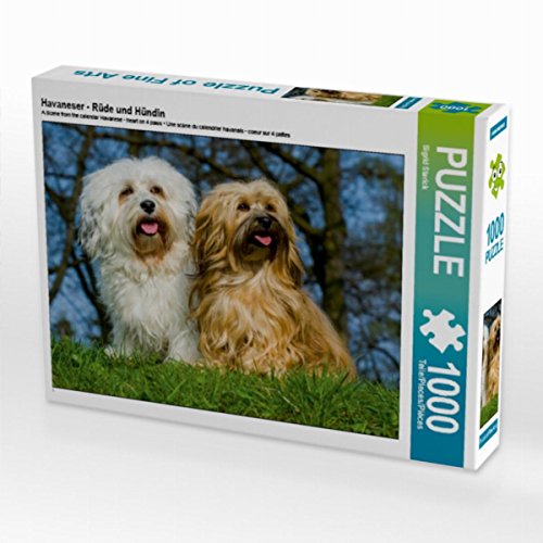 CALVENDO Puzzle Havaneser - Rüde und Hündin 1000 Teile Lege-Größe 64 x 48 cm Foto-Puzzle Bild von Sista-Tierfoto von CALVENDO