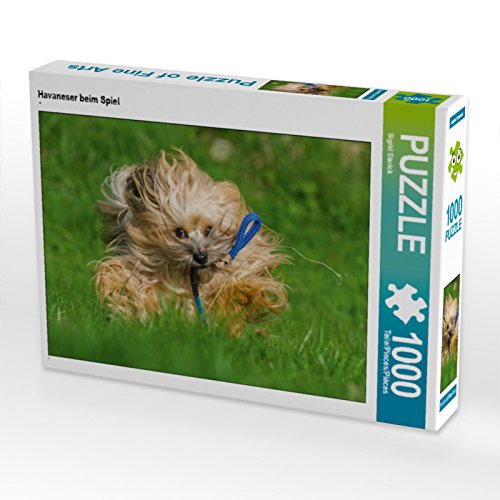 CALVENDO Puzzle Havaneser beim Spiel 1000 Teile Puzzle quer | 1000 Teile Lege-Größe 64 x 48 cm Foto-Puzzle für glückliche Stunden CALVENDO Puzzle Havaneser beim Spiel 1000 Teile Puzzle quer | 1000 Teile Lege-Größe 64 x 48 cm Foto-Puzzle für glückliche Stunden von CALVENDO