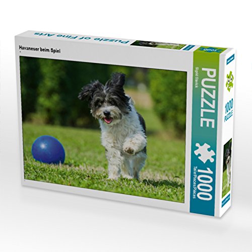 CALVENDO Puzzle Havaneser beim Spiel 1000 Teile Puzzle quer | 1000 Teile Lege-Größe 64 x 48 cm Foto-Puzzle für glückliche Stunden CALVENDO Puzzle Havaneser beim Spiel 1000 Teile Puzzle quer | 1000 Teile Lege-Größe 64 x 48 cm Foto-Puzzle für glückliche Stunden von CALVENDO