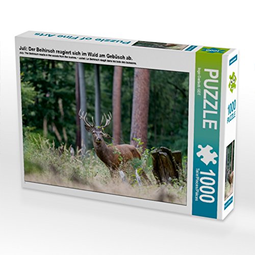 CALVENDO Puzzle Juli: Der Beihirsch reagiert Sich im Wald am Gebüsch ab. 1000 Teile Puzzle quer | 1000 Teile Lege-Größe 64 x 48 cm Foto-Puzzle für glückliche Stunden CALVENDO Puzzle Juli: Der Beihirsch reagiert Sich im Wald am Gebüsch ab. 1000 Teile Puzzle quer | 1000 Teile Lege-Größe 64 x 48 cm Foto-Puzzle für glückliche Stunden von CALVENDO