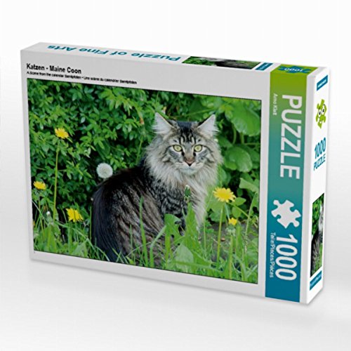 CALVENDO Puzzle Katzen - Maine Coon 1000 Teile Lege-Größe 64 x 48 cm Foto-Puzzle Bild von Arno Klatt von CALVENDO