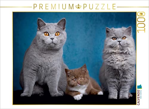 CALVENDO Puzzle Kittens - Britisch Kurzhaar Katzenkinder 1000 Teile Lege-Größe 64 x 48 cm Foto-Puzzle Bild von Janina Bürger von CALVENDO