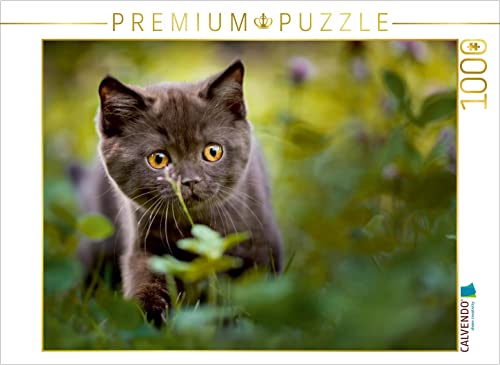 CALVENDO Puzzle Kleiner Britisch Kurzhaar Kater im Klee 1000 Teile Puzzle quer | 1000 Teile Lege-Größe 64 x 48 cm Foto-Puzzle für glückliche Stunden von CALVENDO