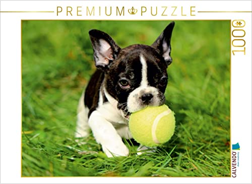 CALVENDO Puzzle Kleiner Französischer Bulldoggenwelpe beim Spielen 1000 Teile Puzzle quer | 1000 Teile Lege-Größe 64 x 48 cm Foto-Puzzle für glückliche Stunden CALVENDO Puzzle Kleiner Französischer Bulldoggenwelpe beim Spielen 1000 Teile Puzzle quer | 1000 Teile Lege-Größe 64 x 48 cm Foto-Puzzle für glückliche Stunden von CALVENDO