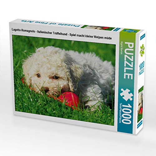 CALVENDO Puzzle Lagotto Romagnolo - Italienischer Trüffelhund - Spiel Macht kleine Welpen müde 1000 Teile Puzzle quer | 1000 Teile Lege-Größe 64 x 48 cm Foto-Puzzle für glückliche Stunden CALVENDO Puzzle Lagotto Romagnolo - Italienischer Trüffelhund - Spiel Macht kleine Welpen müde 1000 Teile Puzzle quer | 1000 Teile Lege-Größe 64 x 48 cm Foto-Puzzle für glückliche Stunden von CALVENDO