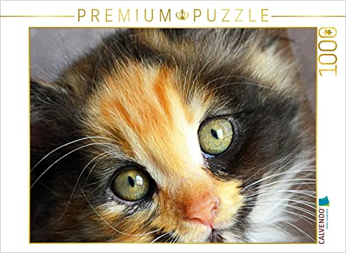 CALVENDO Puzzle Maine Coon Mix 1000 Teile Puzzle quer | 1000 Teile Lege-Größe 64 x 48 cm Foto-Puzzle für glückliche Stunden von CALVENDO