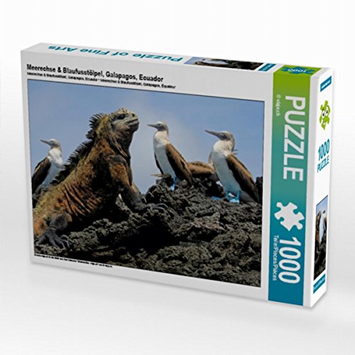 CALVENDO Puzzle Meerechse & Blaufusstölpel, Galapagos, Ecuador 1000 Teile Lege-Größe 64 x 48 cm Foto-Puzzle Bild von viaje.ch von CALVENDO