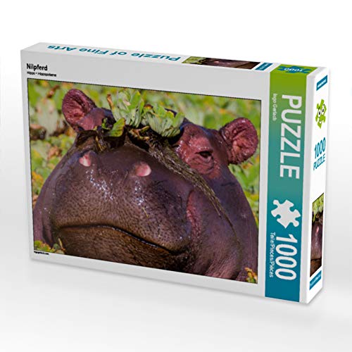 CALVENDO Puzzle Nilpferd 1000 Teile Puzzle quer | 1000 Teile Lege-Größe 64 x 48 cm Foto-Puzzle für glückliche Stunden CALVENDO Puzzle Nilpferd 1000 Teile Puzzle quer | 1000 Teile Lege-Größe 64 x 48 cm Foto-Puzzle für glückliche Stunden von CALVENDO