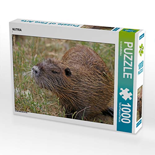 CALVENDO Puzzle Nutria 1000 Teile Lege-Größe 64 x 48 cm Foto-Puzzle Bild von SchnelleWelten von CALVENDO