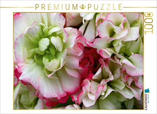 CALVENDO Puzzle Pelargonie Rosebud Appleblossom 1000 Teile Puzzle quer | Lege-Größe cm Foto-Puzzle für glückliche Stunden CALVENDO Puzzle Pelargonie Rosebud Appleblossom 1000 Teile Puzzle quer | Lege-Größe cm Foto-Puzzle für glückliche Stunden von CALVENDO