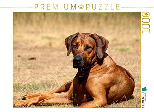 CALVENDO Puzzle EIN Motiv aus dem Kalender Ridgebacks - Hunde aus Afrika 1000 Teile Puzzle quer | 1000 Teile Lege-Größe 64 x 48 cm Foto-Puzzle für glückliche Stunden von CALVENDO