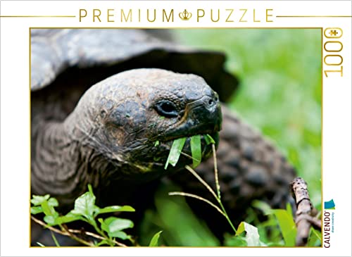CALVENDO Puzzle Riesenschildkröte auf der Galapagos Insel Floreana 1000 Teile Puzzle quer | 1000 Teile Lege-Größe 64 x 48 cm Foto-Puzzle für glückliche Stunden CALVENDO Puzzle Riesenschildkröte auf der Galapagos Insel Floreana 1000 Teile Puzzle quer | 1000 Teile Lege-Größe 64 x 48 cm Foto-Puzzle für glückliche Stunden von CALVENDO