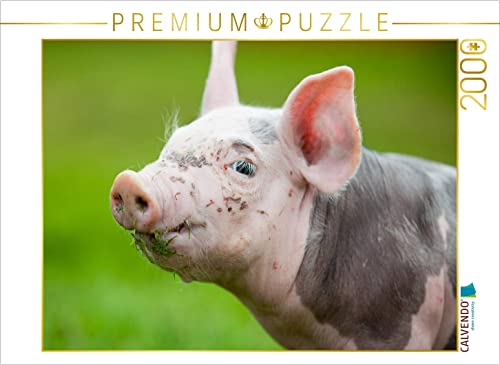 CALVENDO Puzzle Schwein 2000 Teile Lege-Größe 90 x 67 cm Foto-Puzzle Bild von BO Valentino von CALVENDO