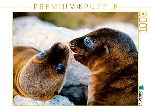 CALVENDO Puzzle Seelöwenjunge Spielen 1000 Teile Puzzle quer | 1000 Teile Lege-Größe 64 x 48 cm Foto-Puzzle für glückliche Stunden CALVENDO Puzzle Seelöwenjunge Spielen 1000 Teile Puzzle quer | 1000 Teile Lege-Größe 64 x 48 cm Foto-Puzzle für glückliche Stunden von CALVENDO