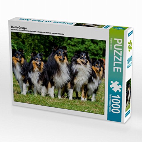 CALVENDO Puzzle Sheltie-Gruppe 1000 Teile Lege-Größe 64 x 48 cm Foto-Puzzle Bild von Sista-Tierfoto von CALVENDO