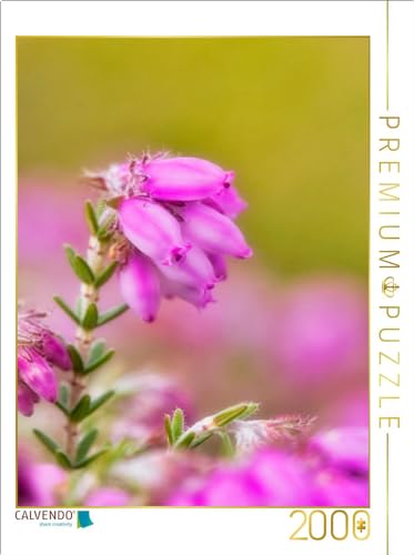 CALVENDO Puzzle Torfheide (Erica tetralix) | 1000 Teile Lege-Größe 64 x 48 cm Foto-Puzzle für glückliche Stunden von CALVENDO