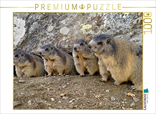 CALVENDO Puzzle Verspielte Murmeltiere - unterwegs in SAAS Fee/Schweiz 1000 Teile Puzzle quer | 1000 Teile Lege-Größe 64 x 48 cm Foto-Puzzle für glückliche Stunden von CALVENDO